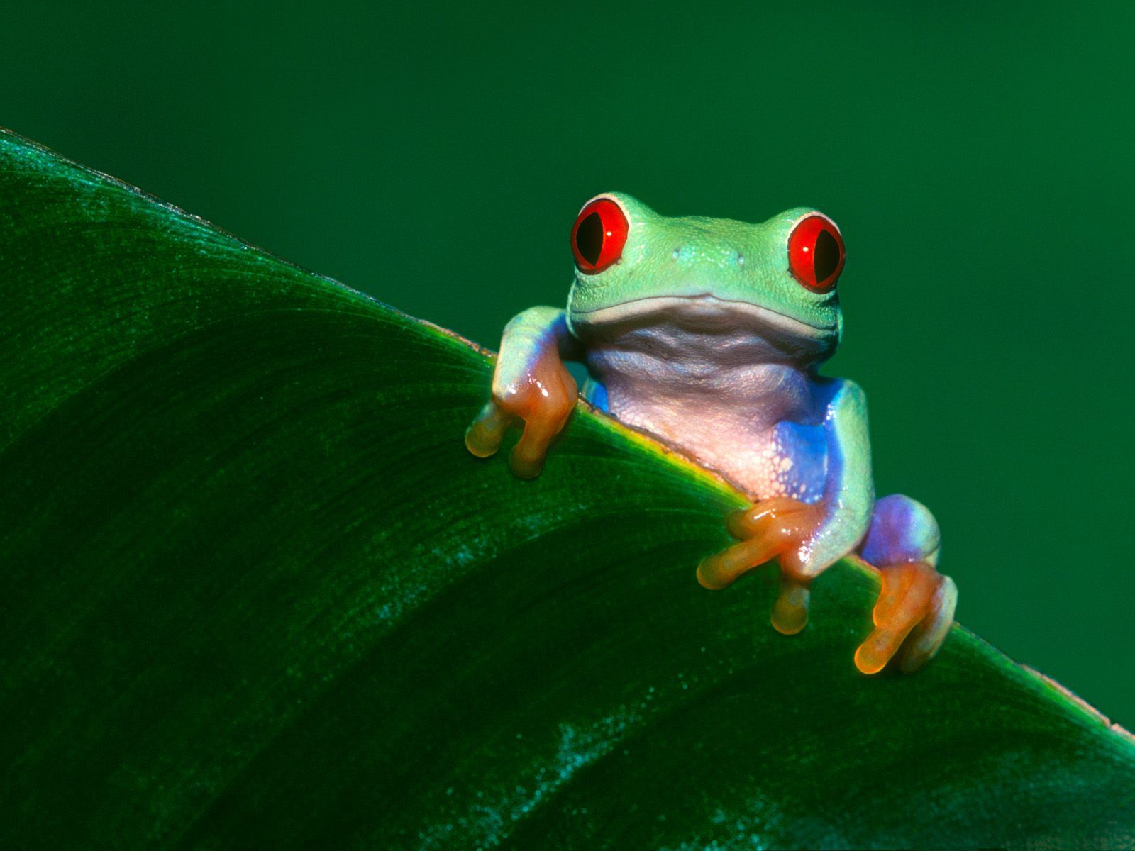 Red Eyed Tree Frog Wallpapers