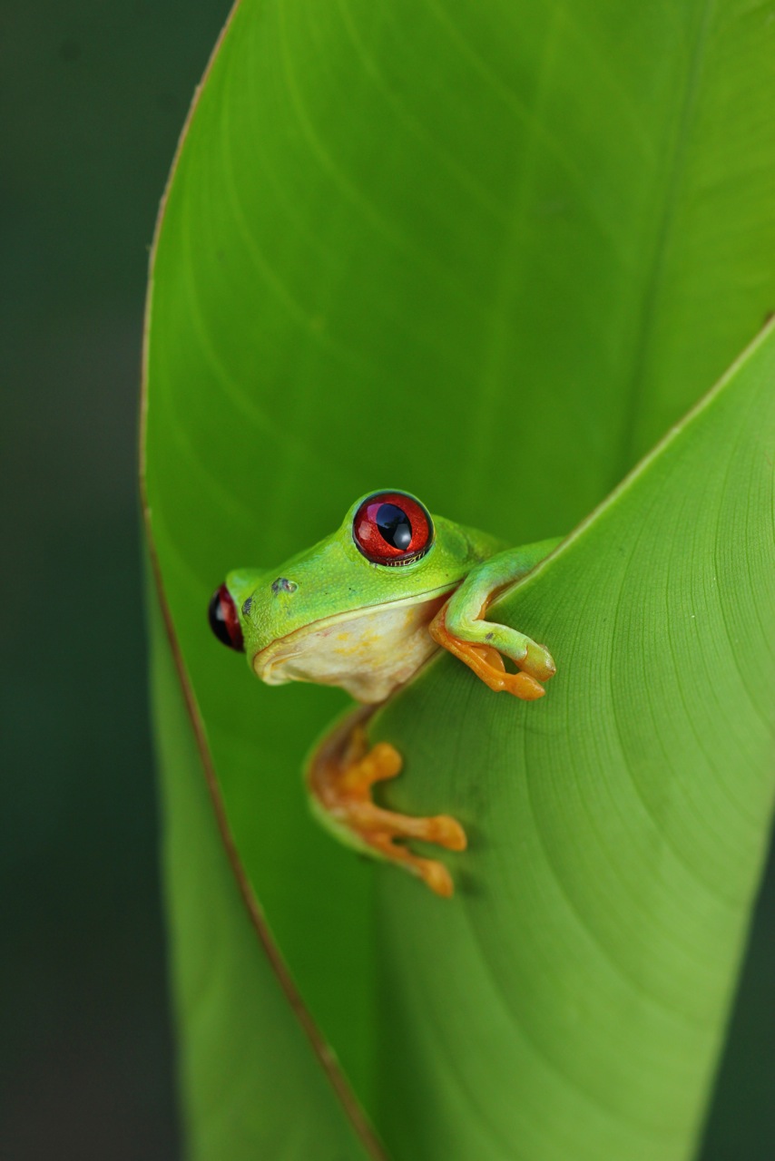 Red Eyed Tree Frog Wallpapers