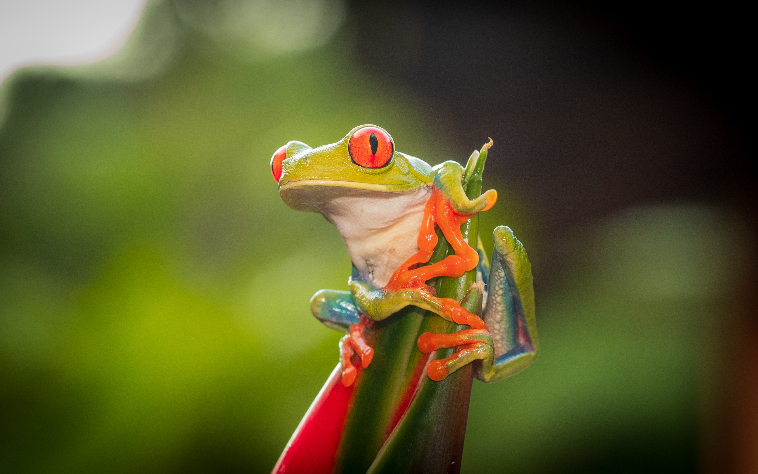 Red Eyed Tree Frog Wallpapers