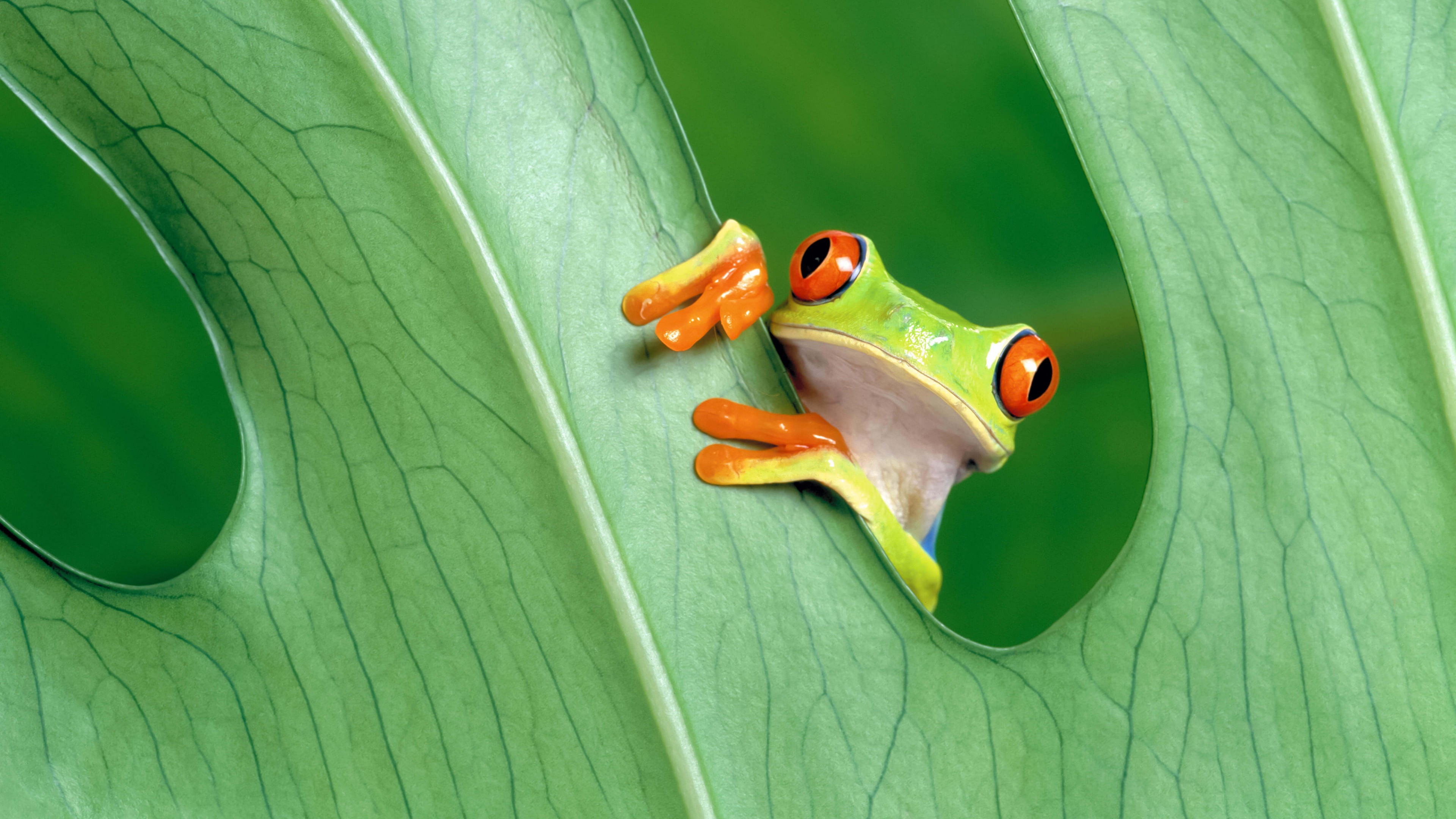 Red Eyed Tree Frog Wallpapers