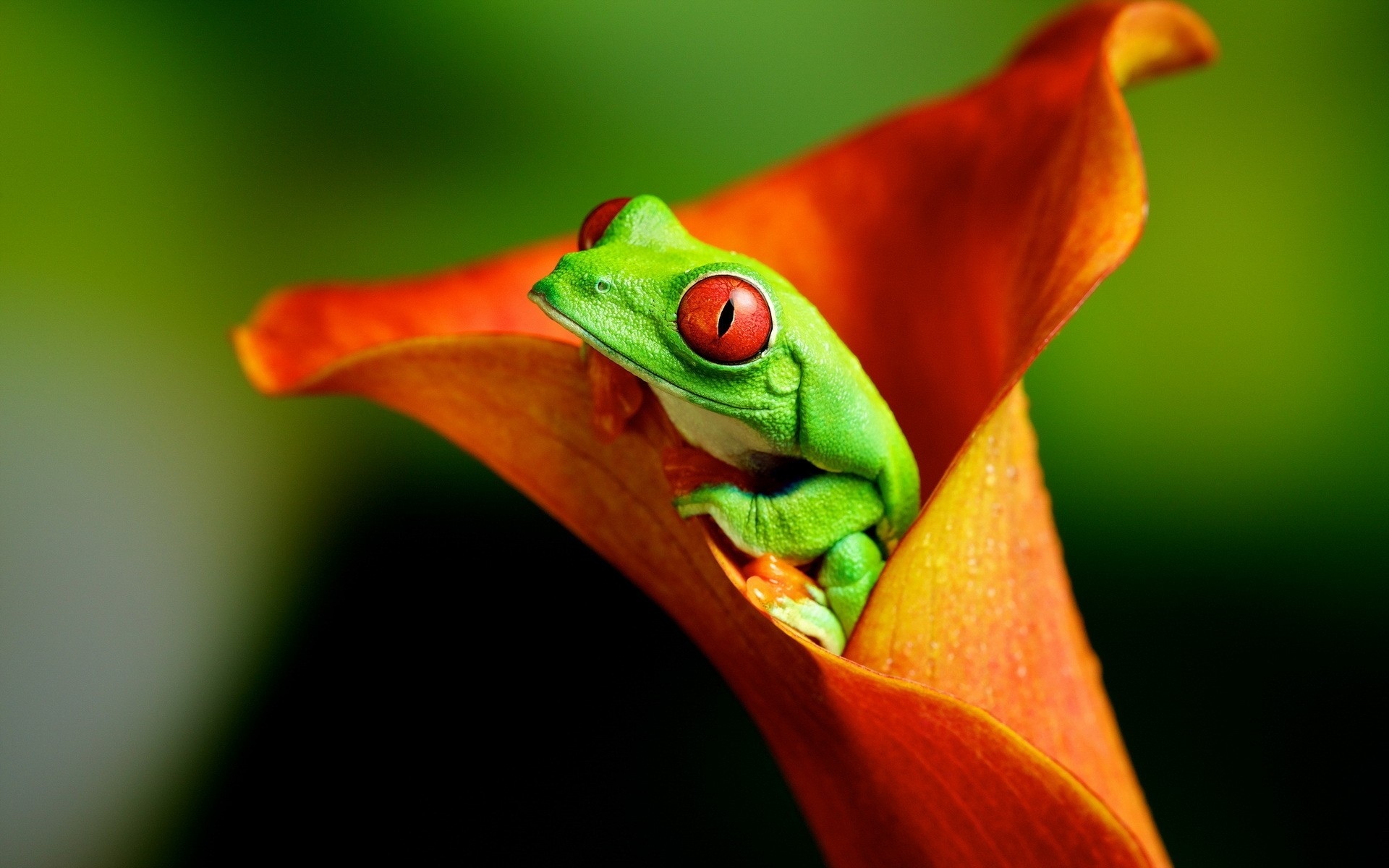 Red Eyed Tree Frog Wallpapers