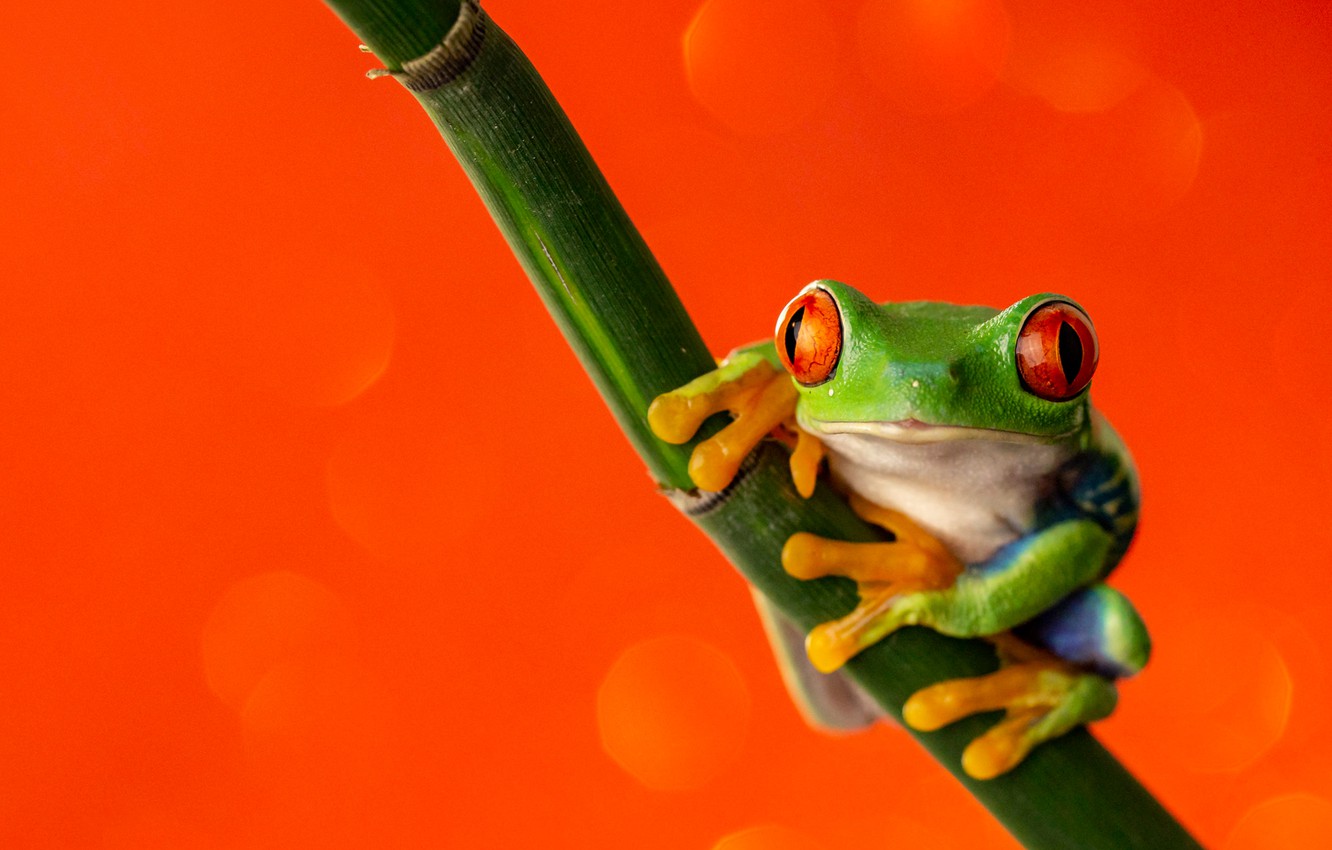 Red Eyed Tree Frog Wallpapers