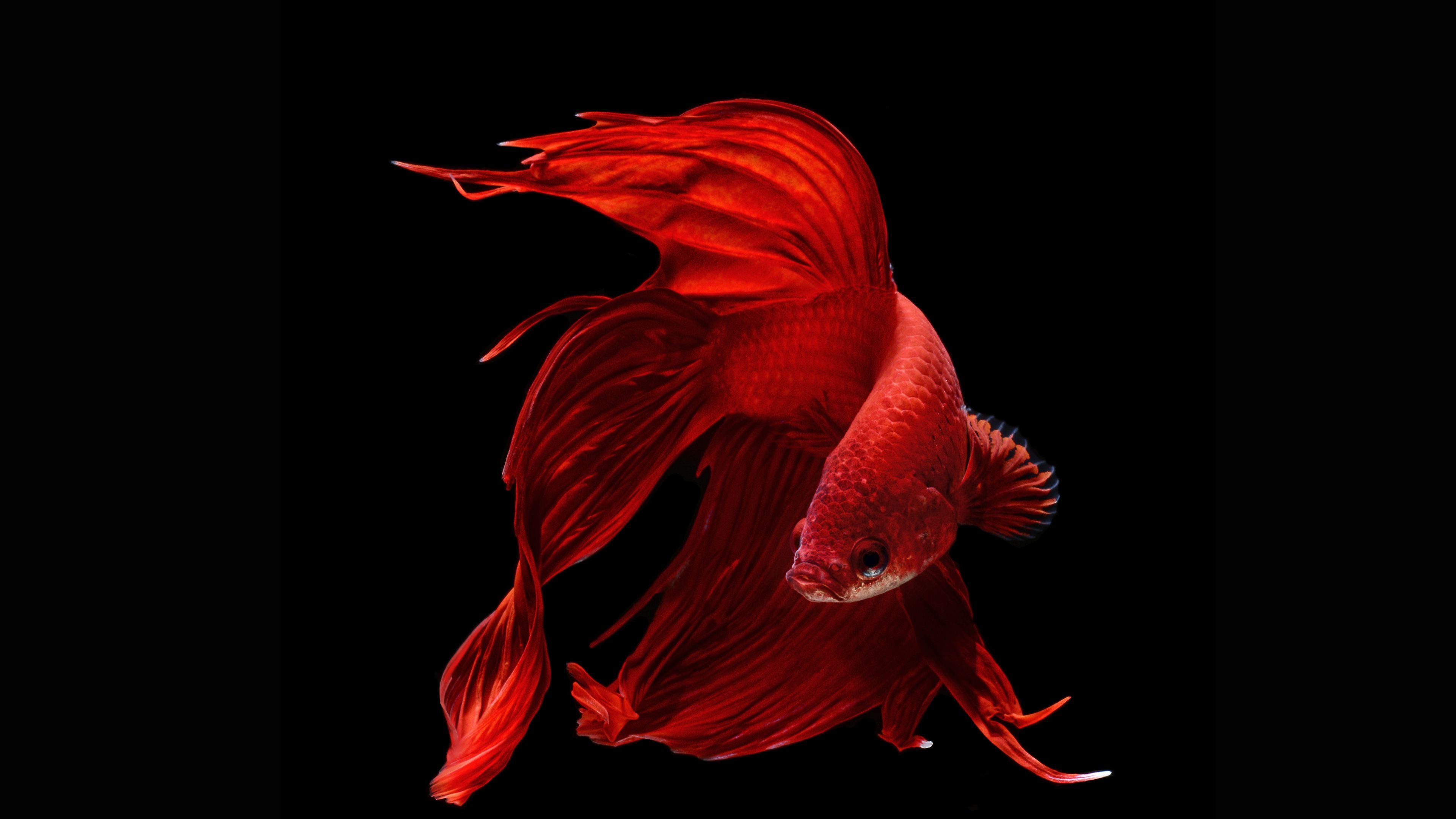 Red Fish Wallpapers