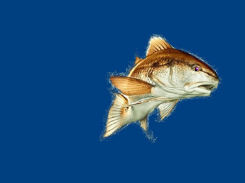 Red Fish Wallpapers