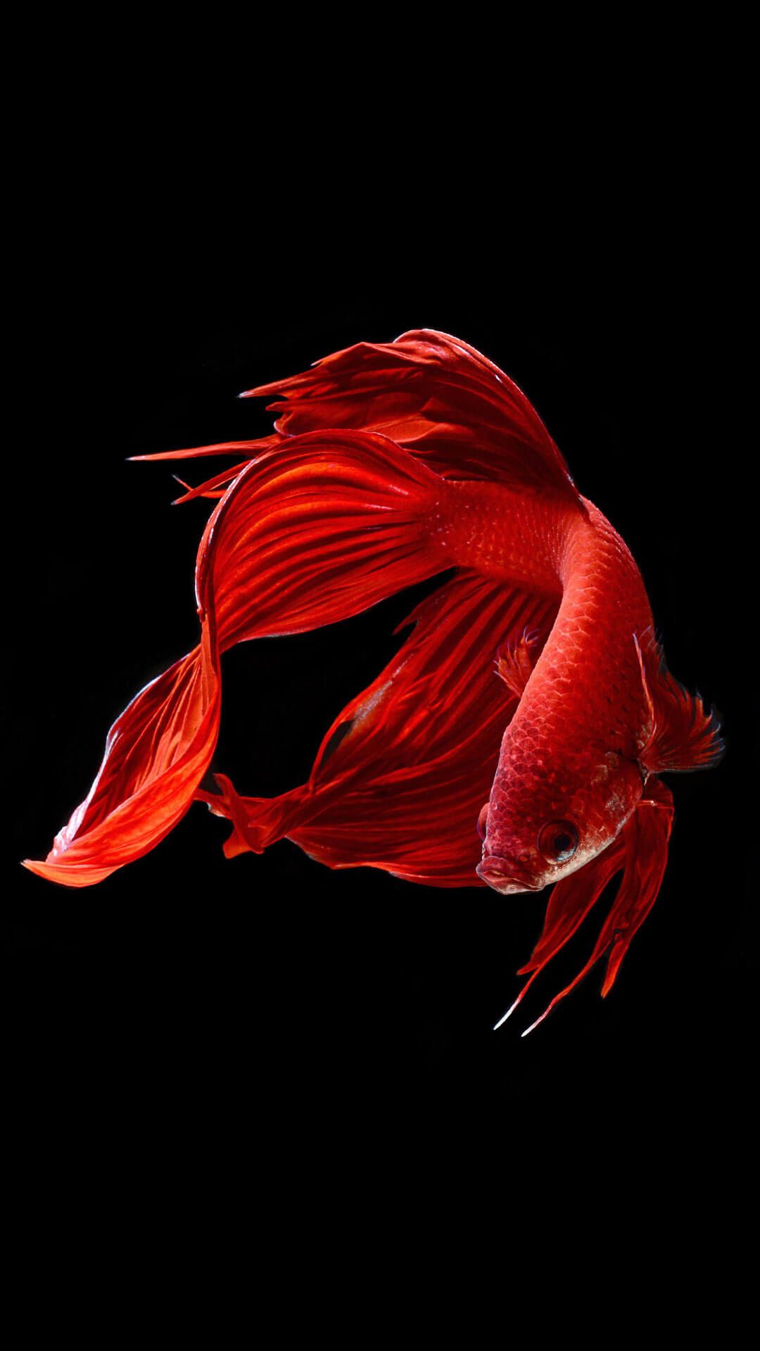 Red Fish Wallpapers