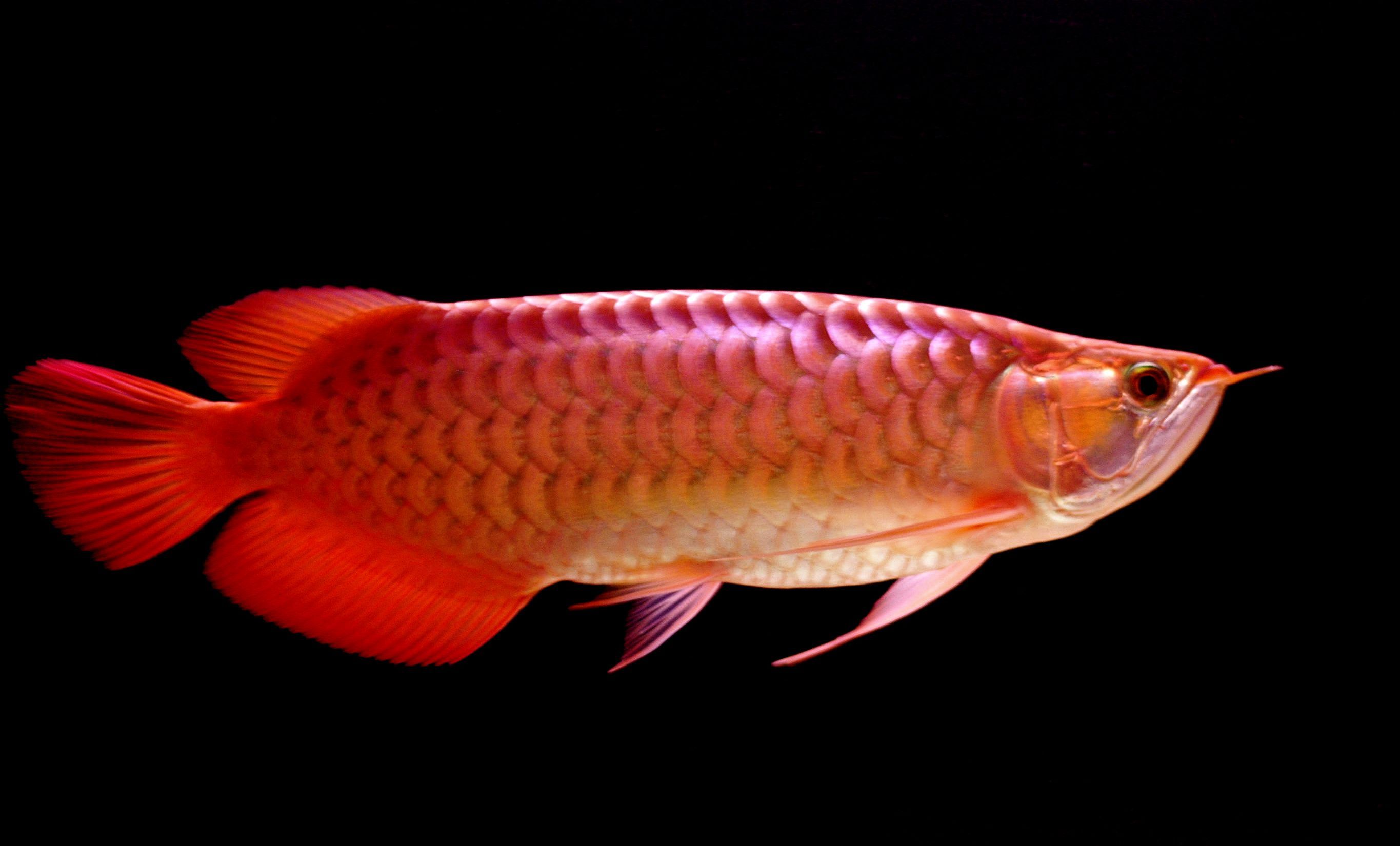 Red Fish Wallpapers