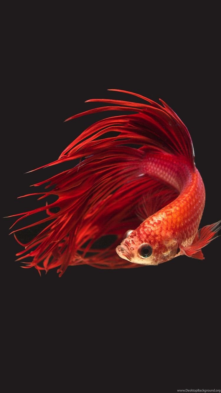 Red Fish Wallpapers