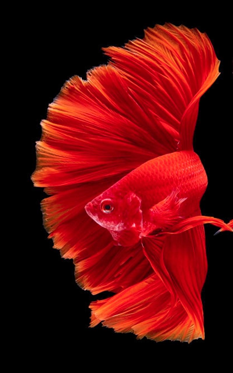 Red Fish Wallpapers