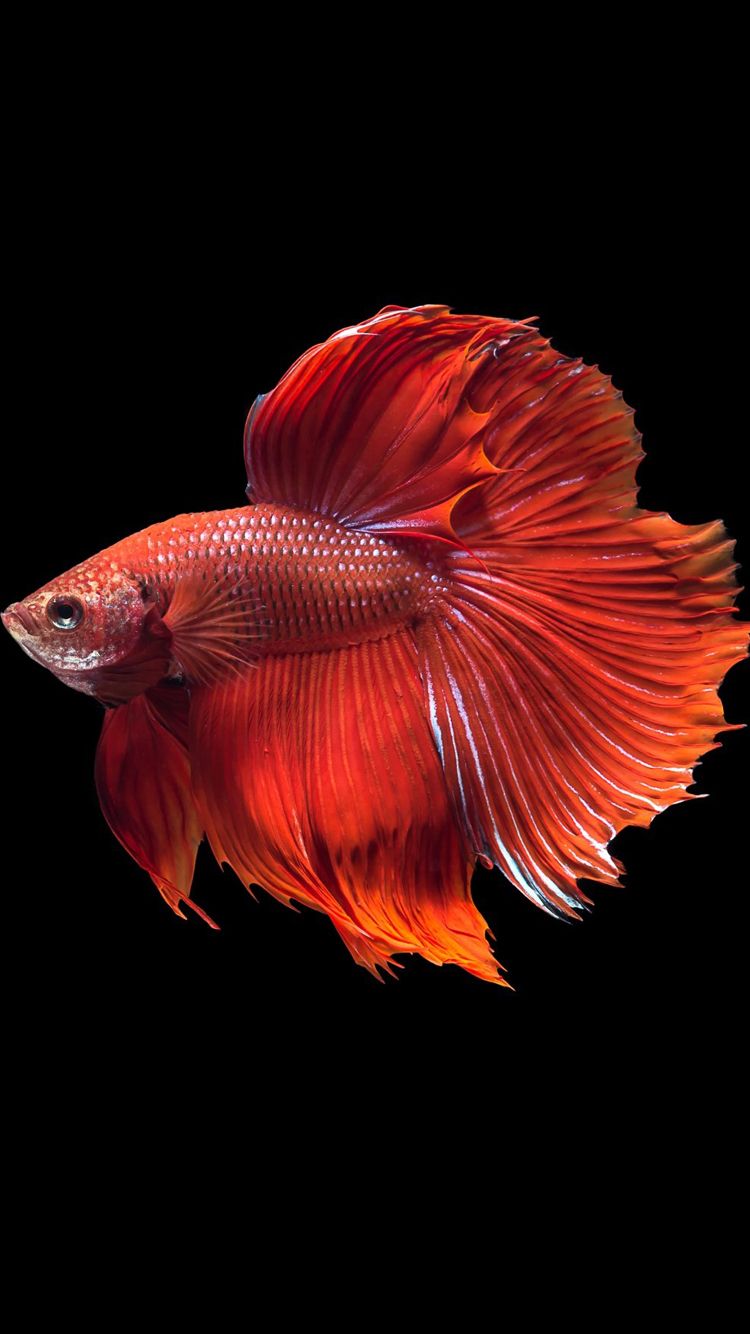 Red Fish Wallpapers