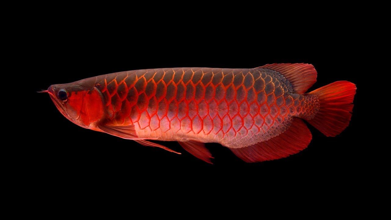 Red Fish Wallpapers