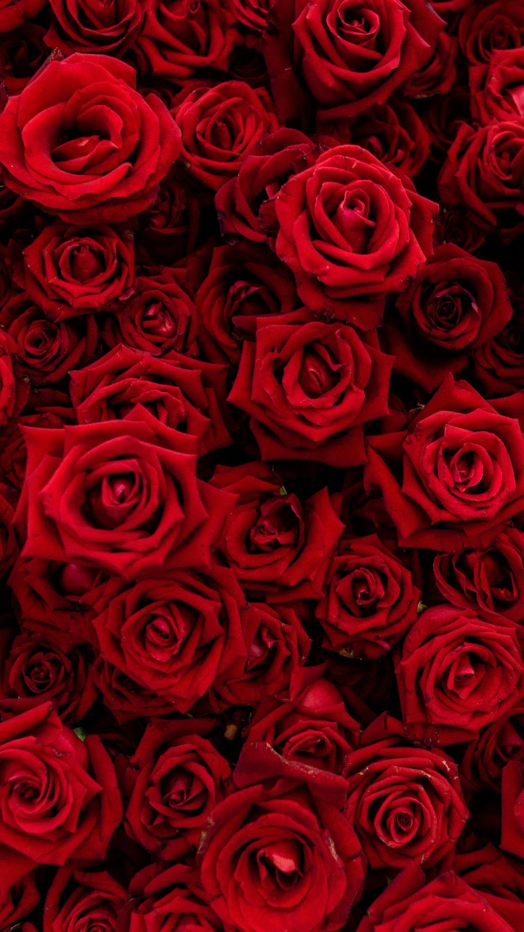 Red Flower Aesthetic Wallpapers