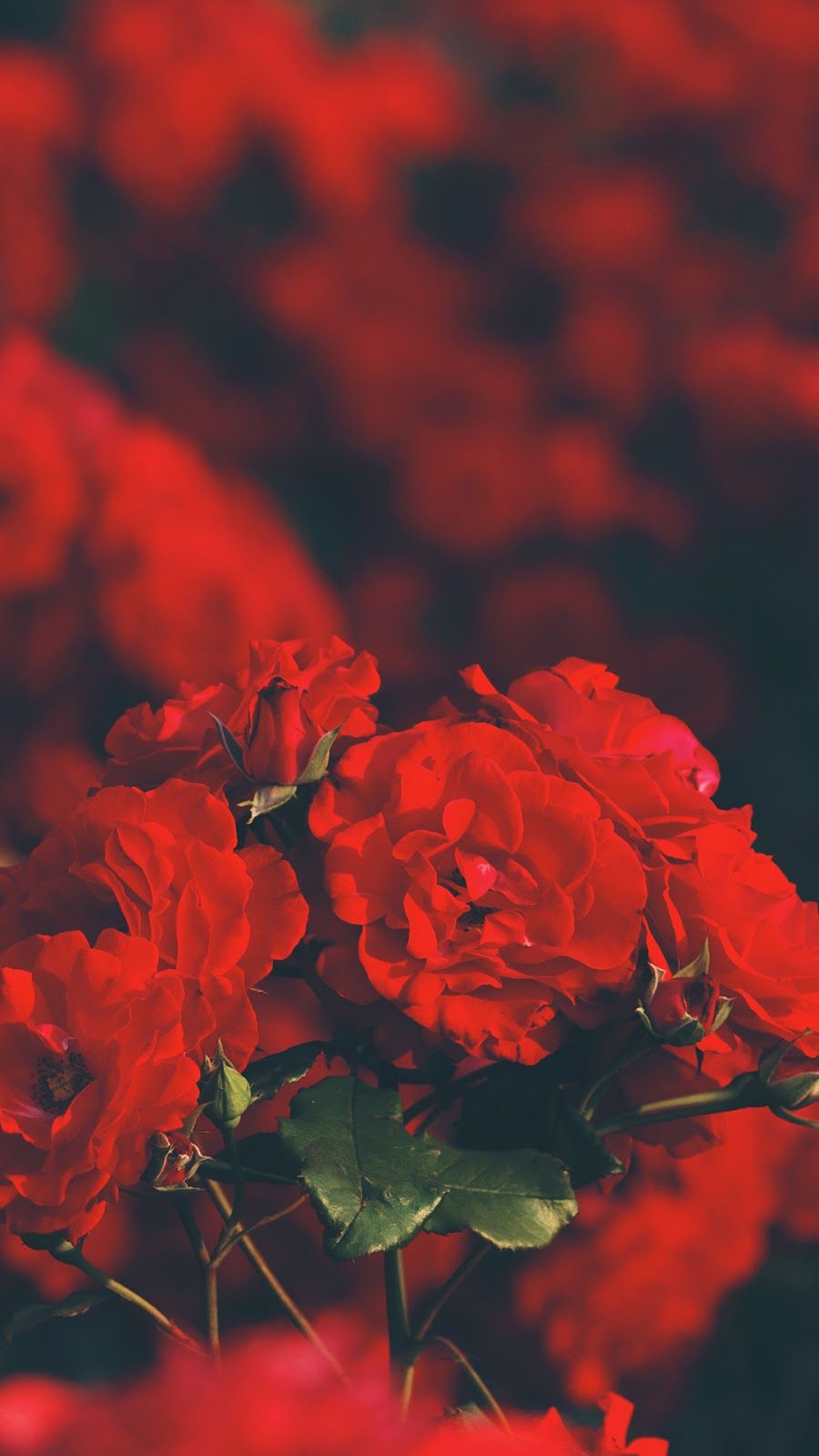 Red Flower Aesthetic Wallpapers