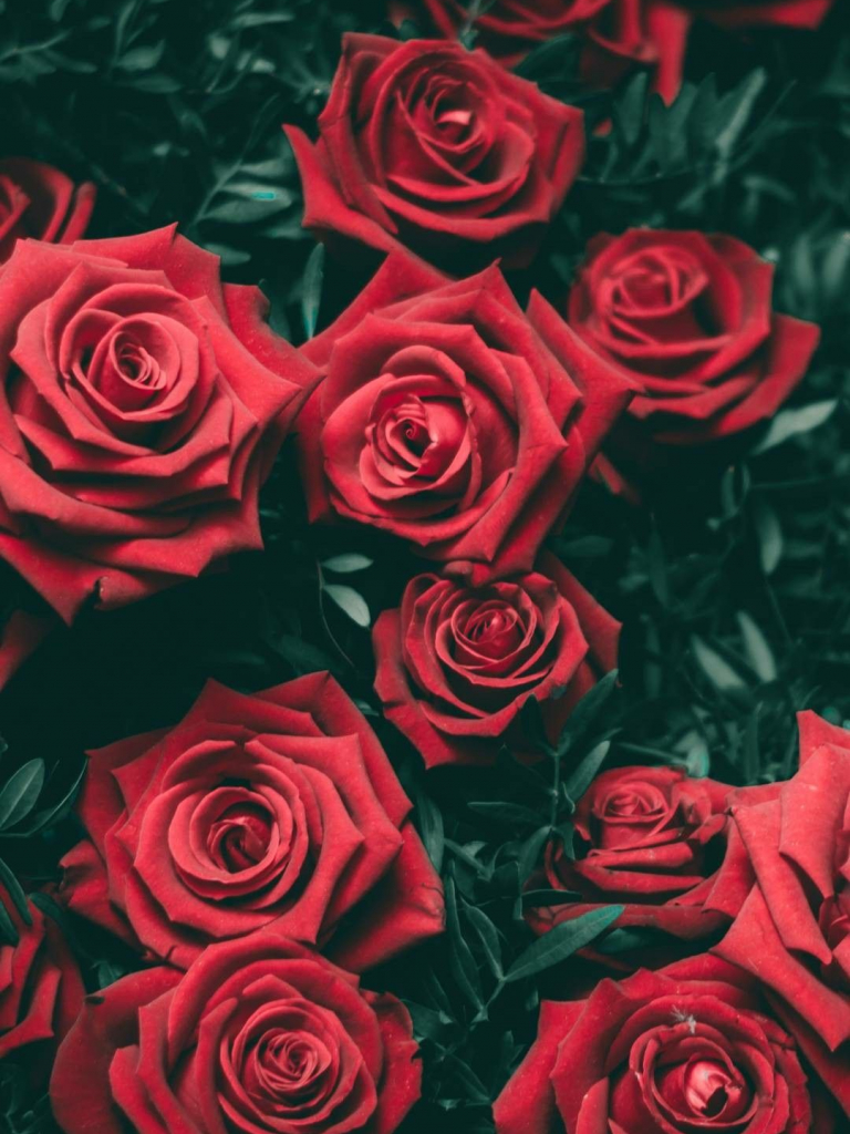 Red Flower Aesthetic Wallpapers