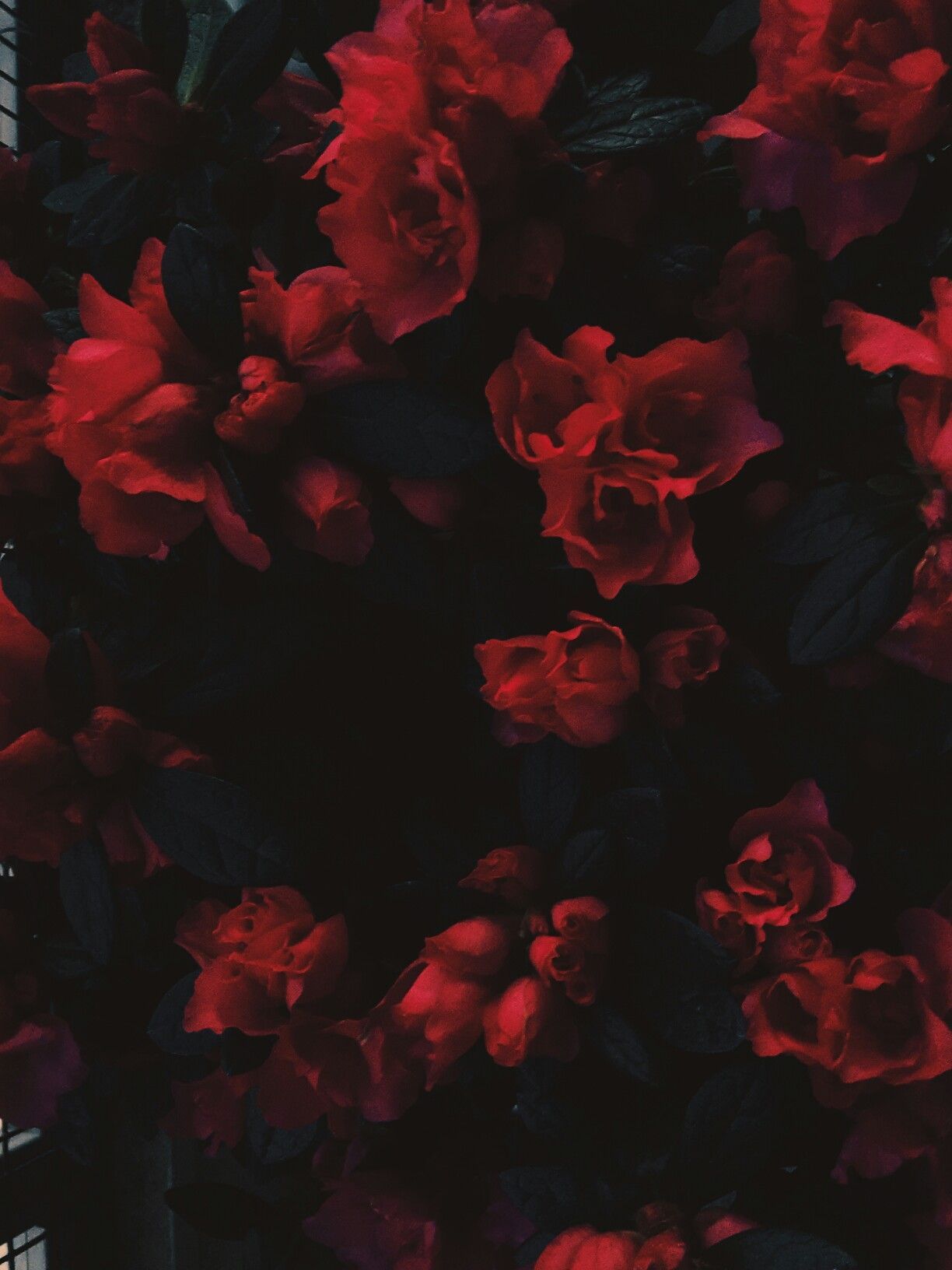 Red Flower Aesthetic Wallpapers