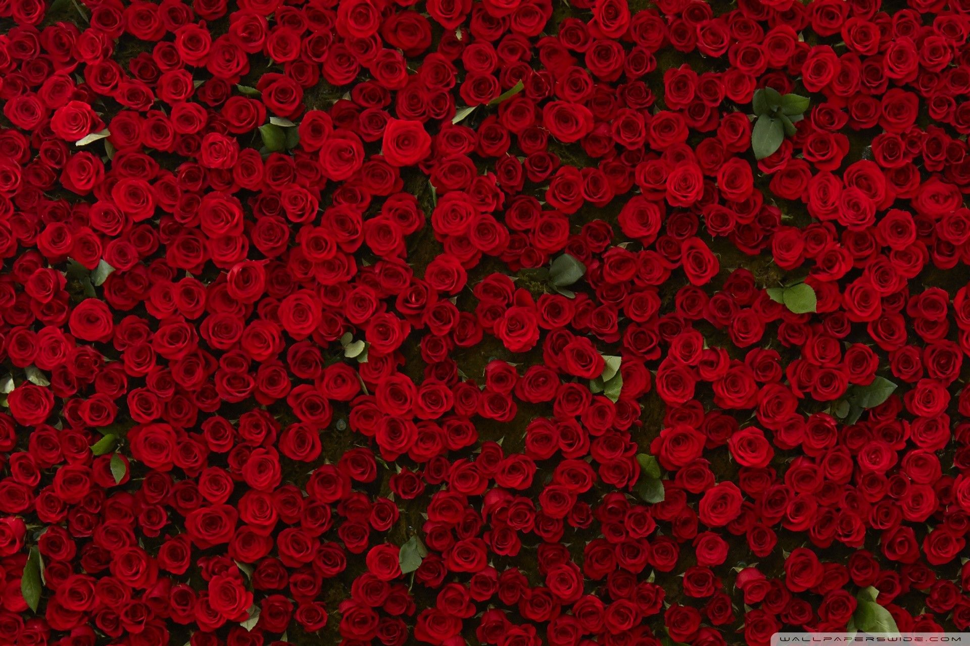 Red Flower Aesthetic Wallpapers