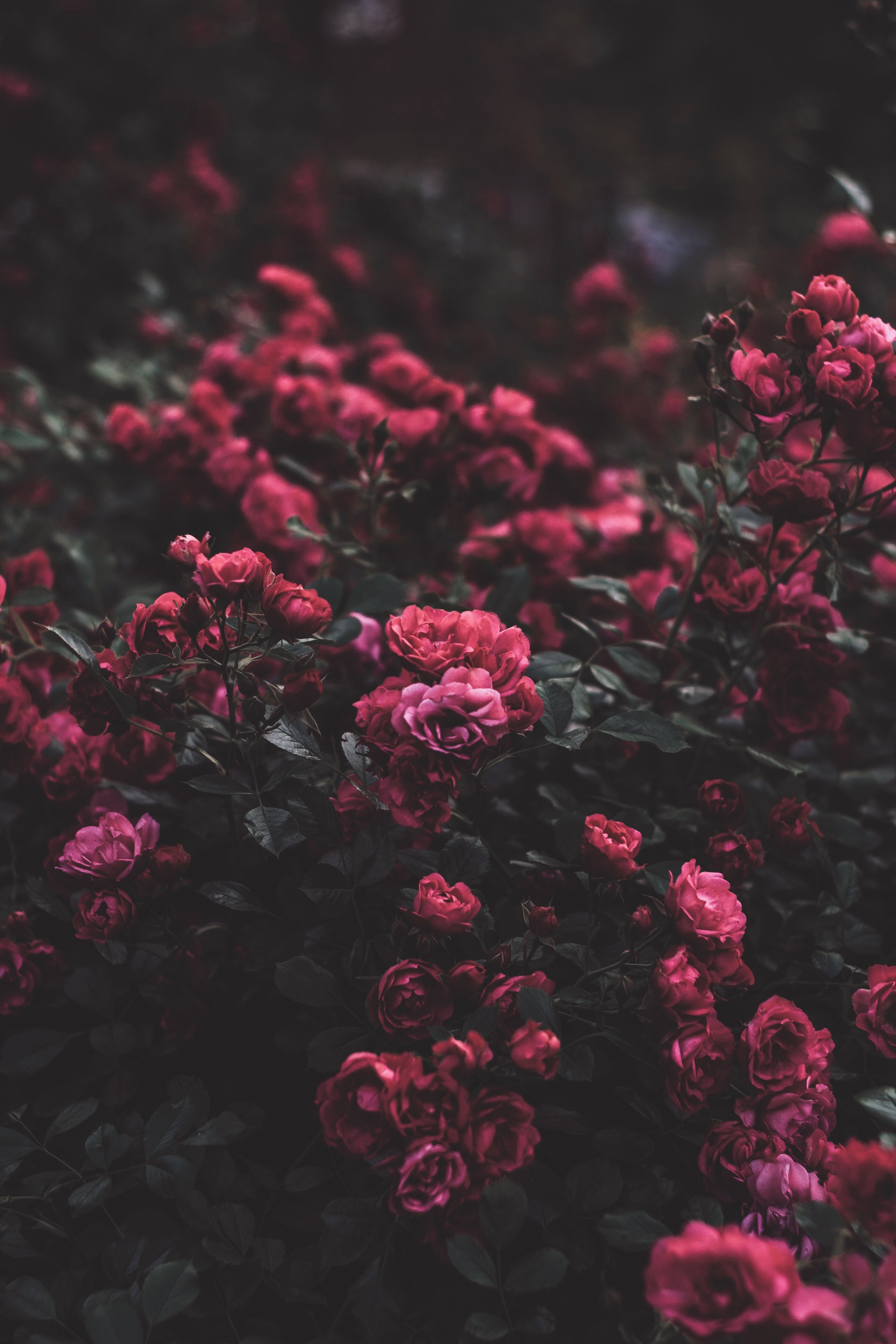 Red Flower Aesthetic Wallpapers