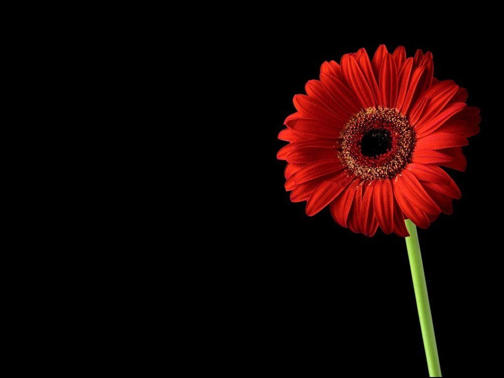 Red Flower Black Background