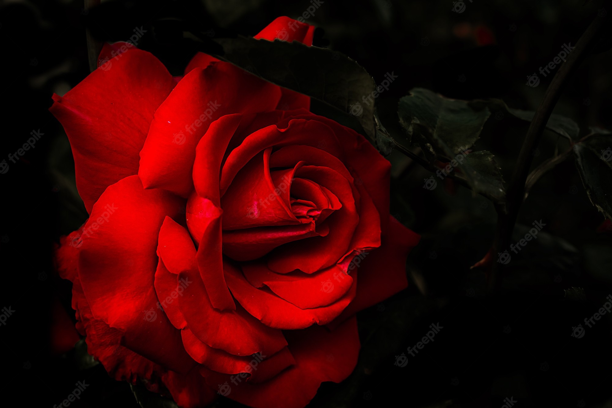 Red Flower Black Background