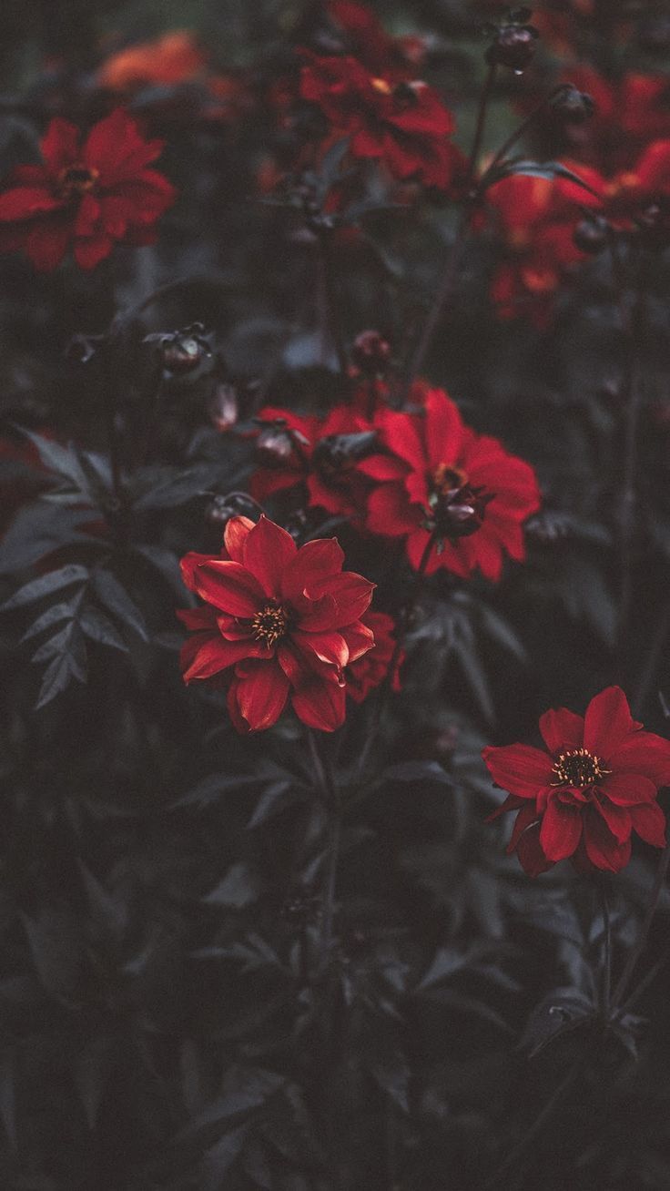 Red Flower Iphone Wallpapers