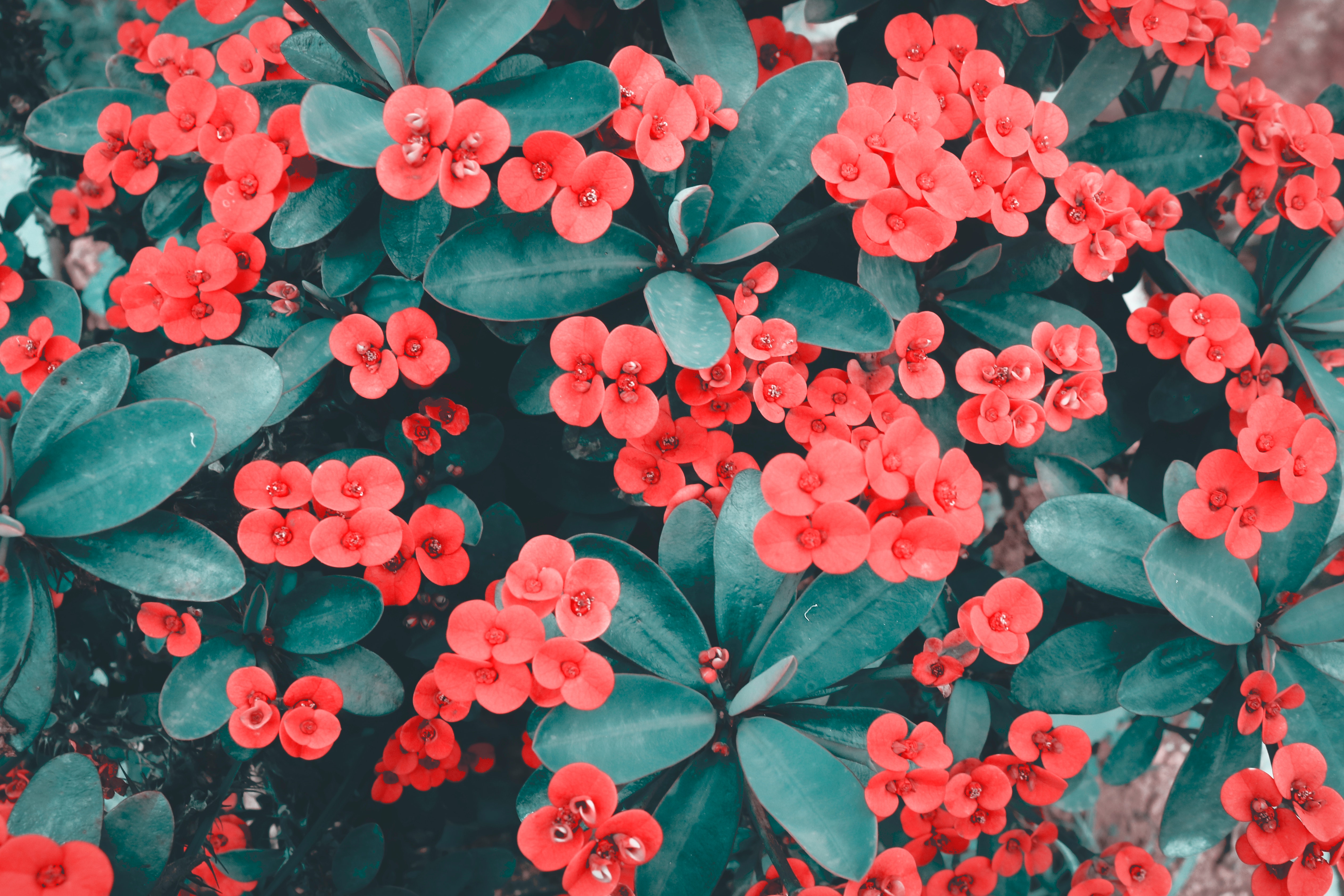 Red Flower Wallpapers