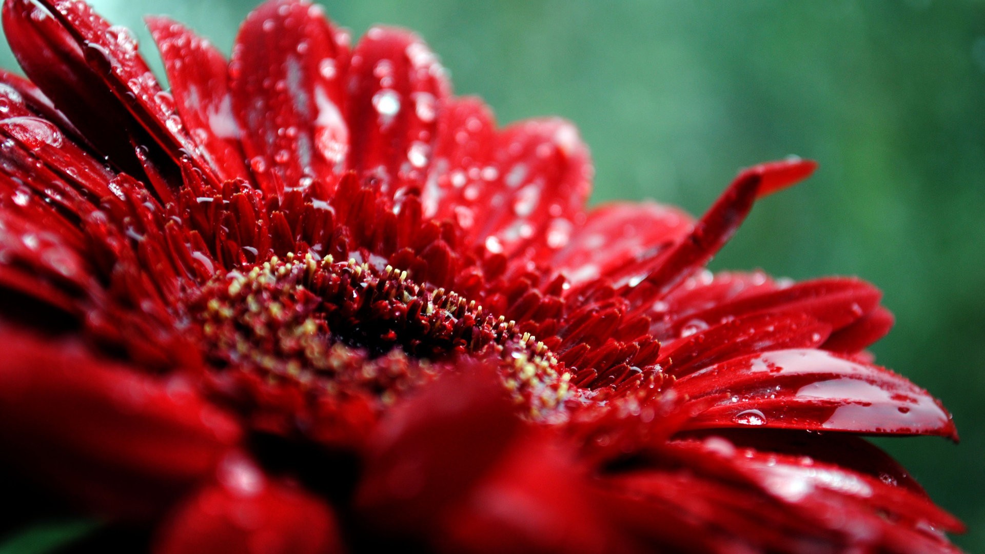 Red Flowers Desktop Wallpapers