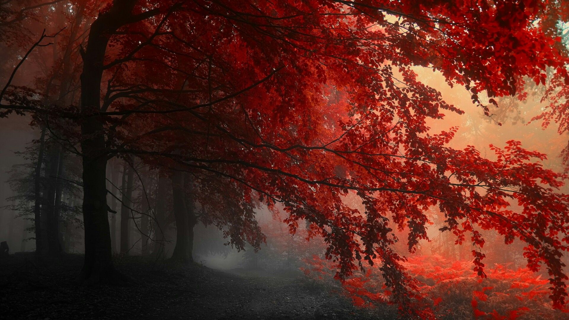 Red Forest Wallpapers