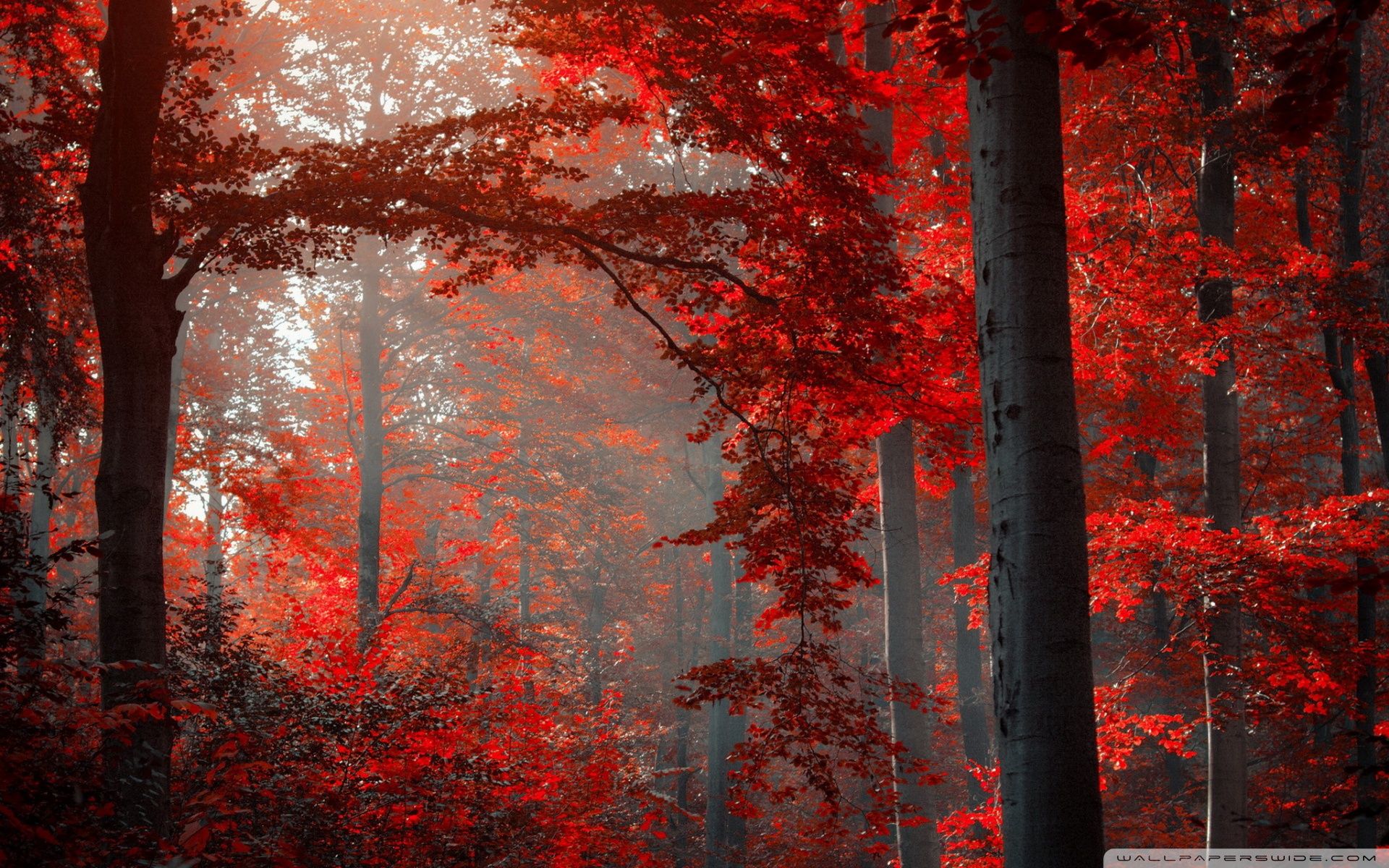 Red Forest Wallpapers