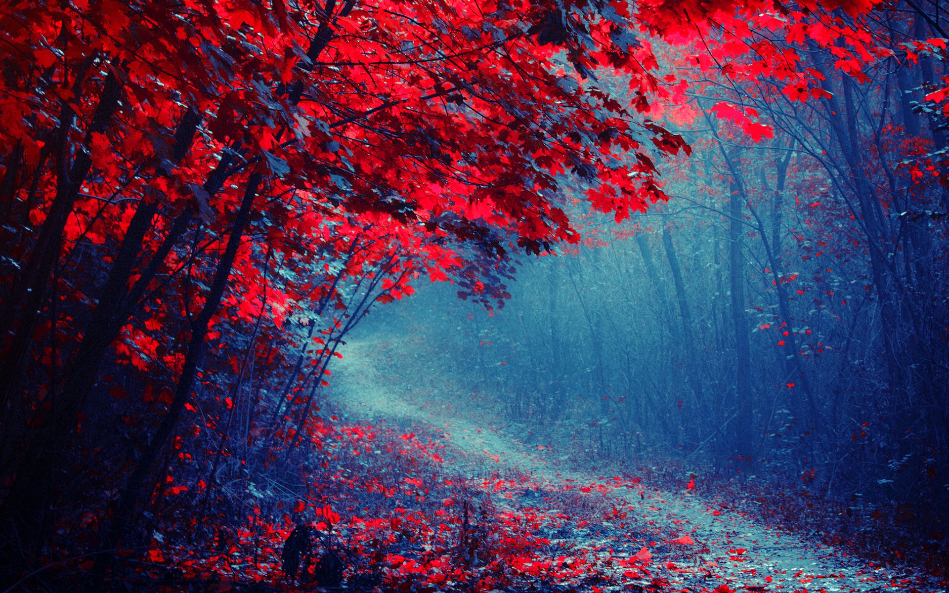 Red Forest Wallpapers