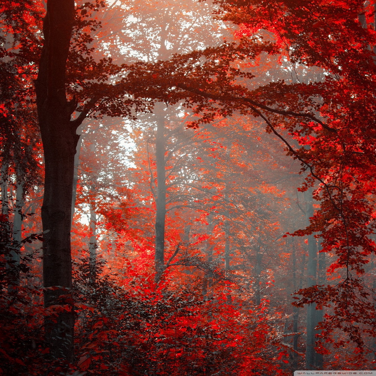 Red Forest Wallpapers