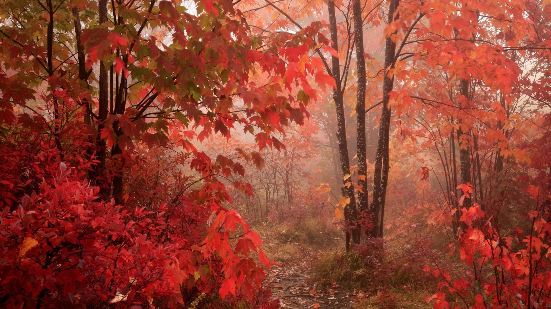 Red Forest Wallpapers