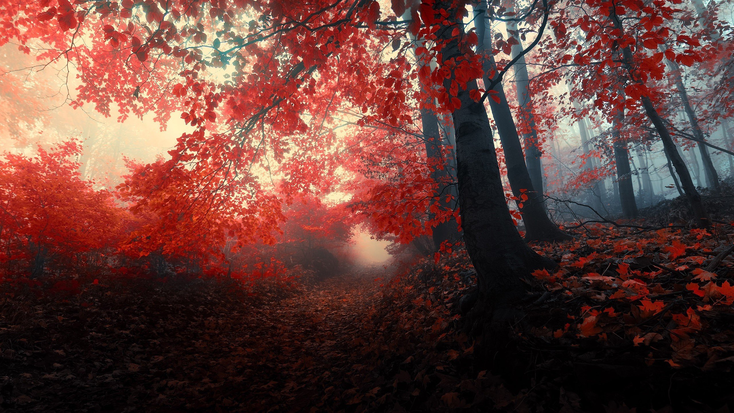 Red Forest Wallpapers