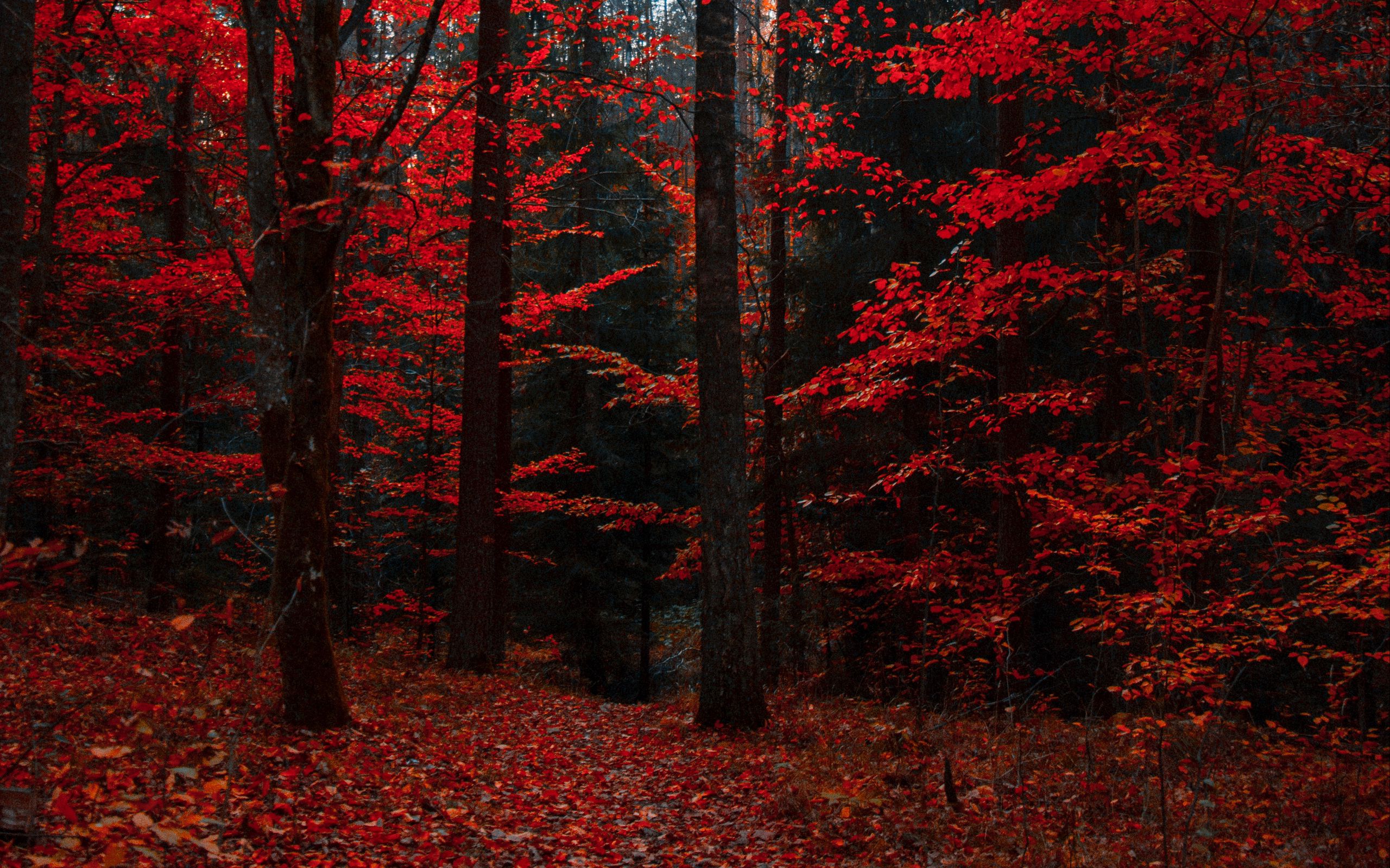 Red Forest Wallpapers