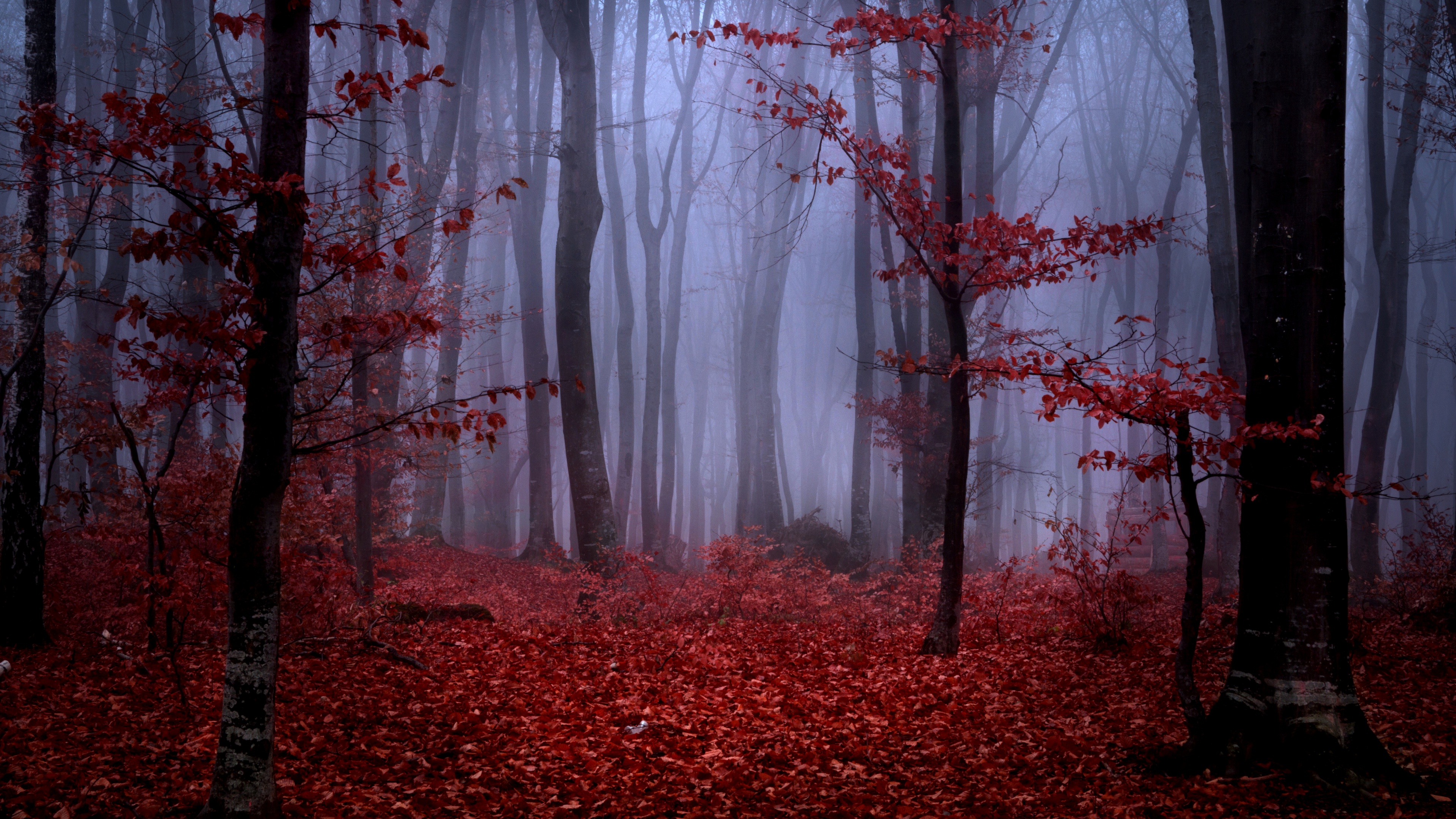 Red Forest Wallpapers