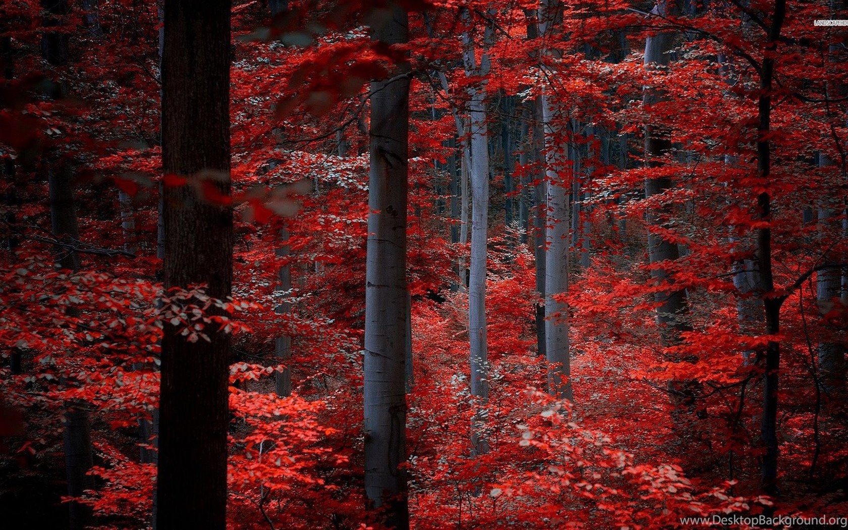 Red Forest Wallpapers