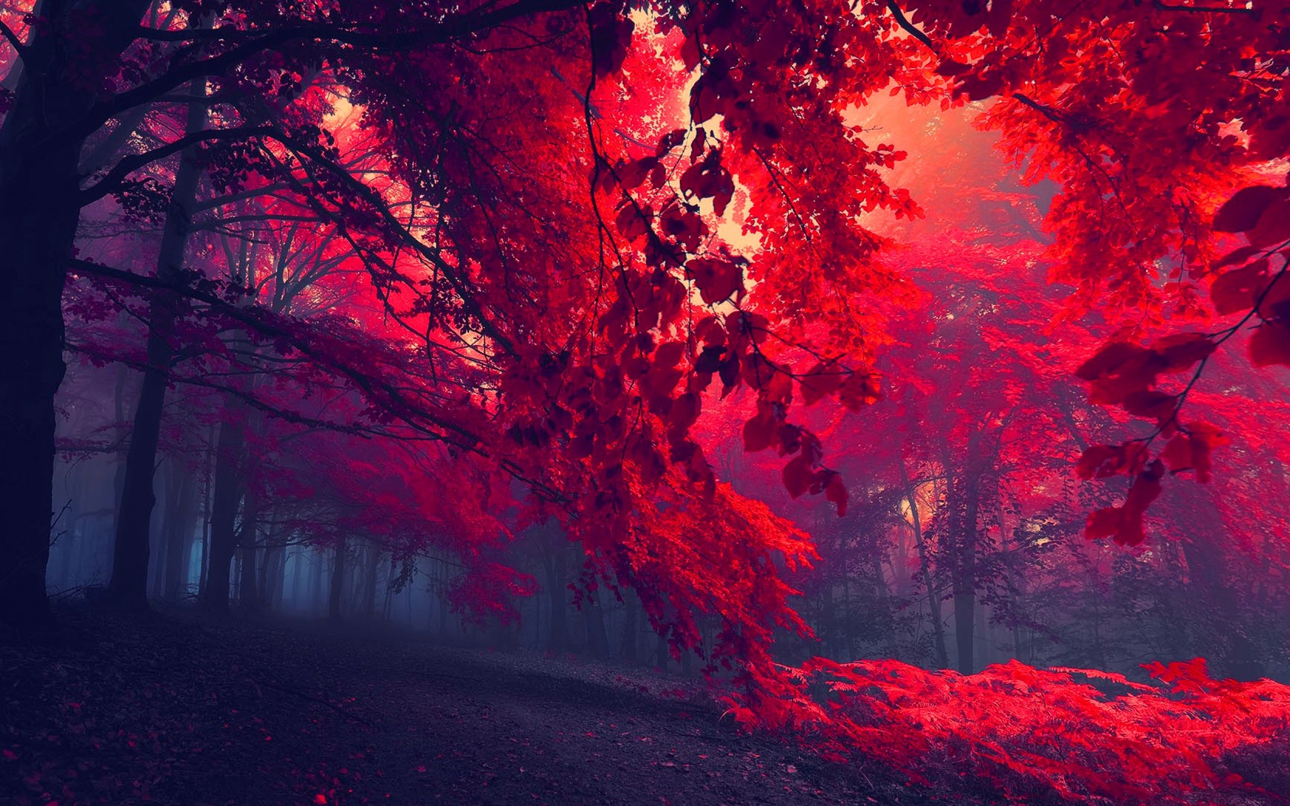 Red Forest Wallpapers