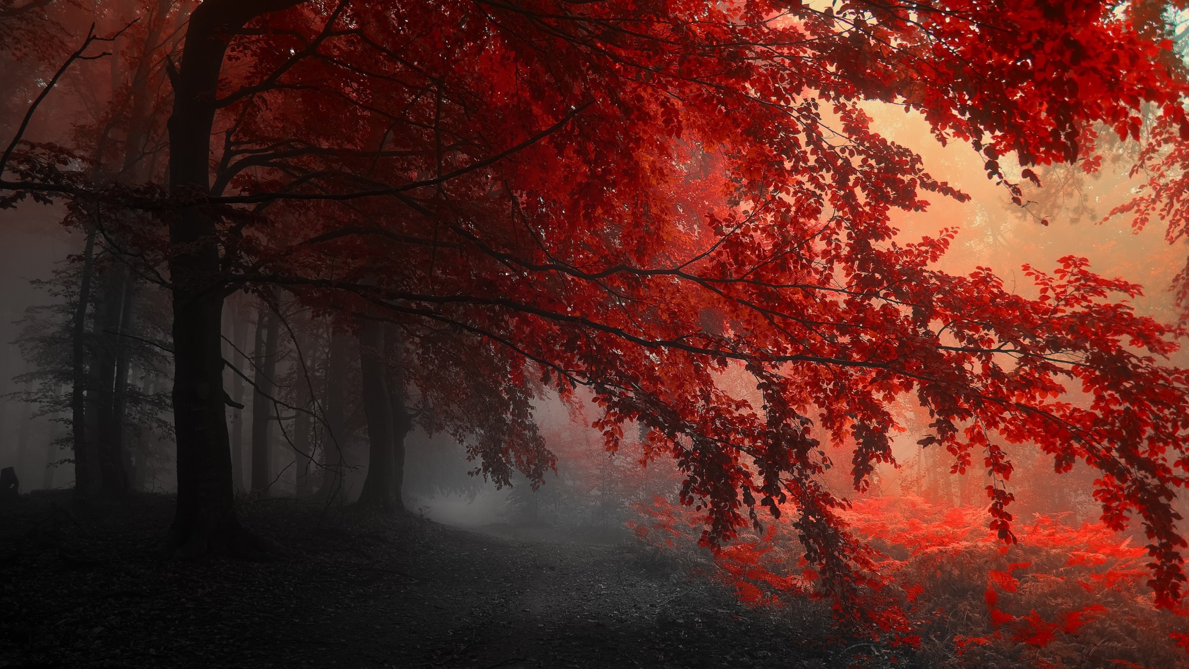 Red Forest Wallpapers