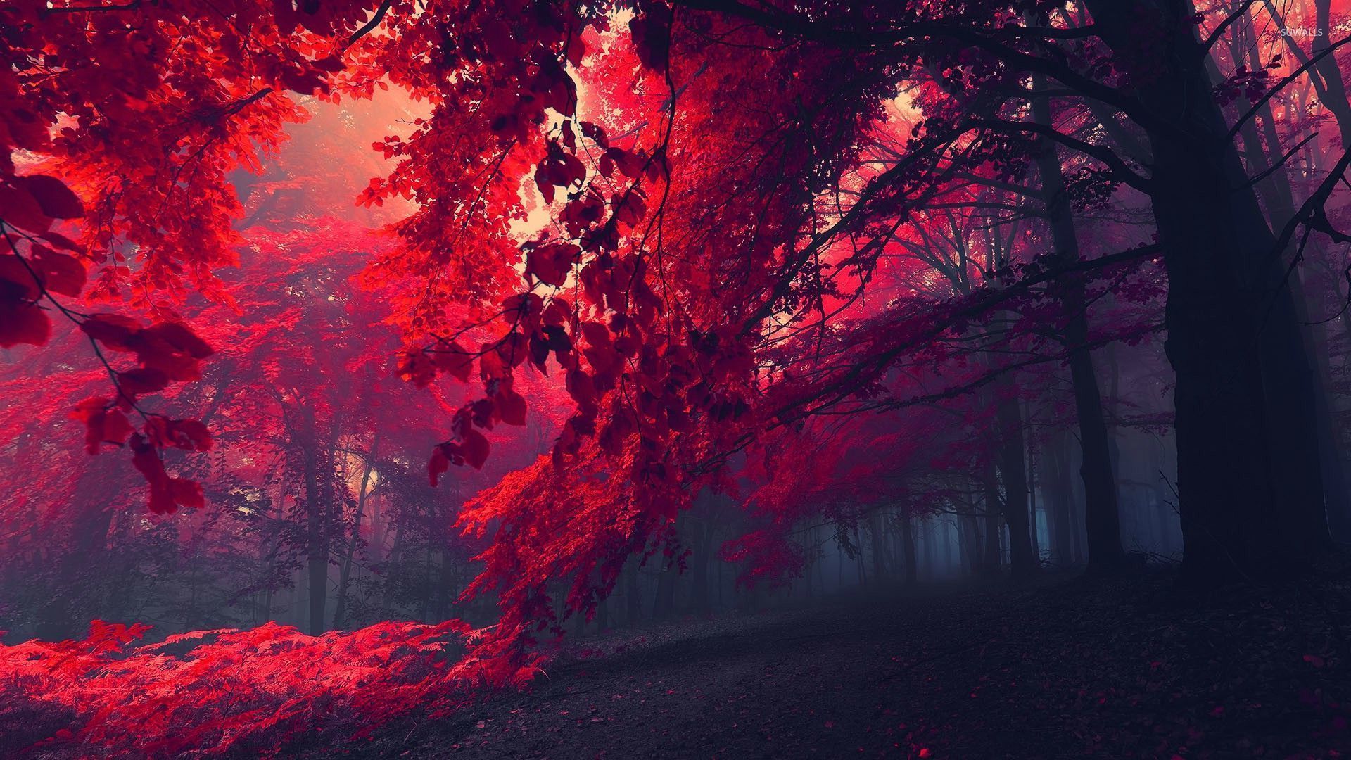 Red Forest Wallpapers