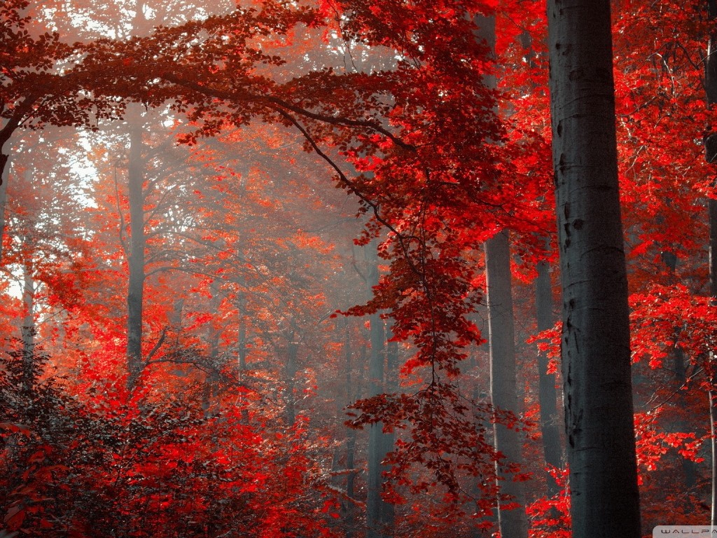 Red Forest Wallpapers