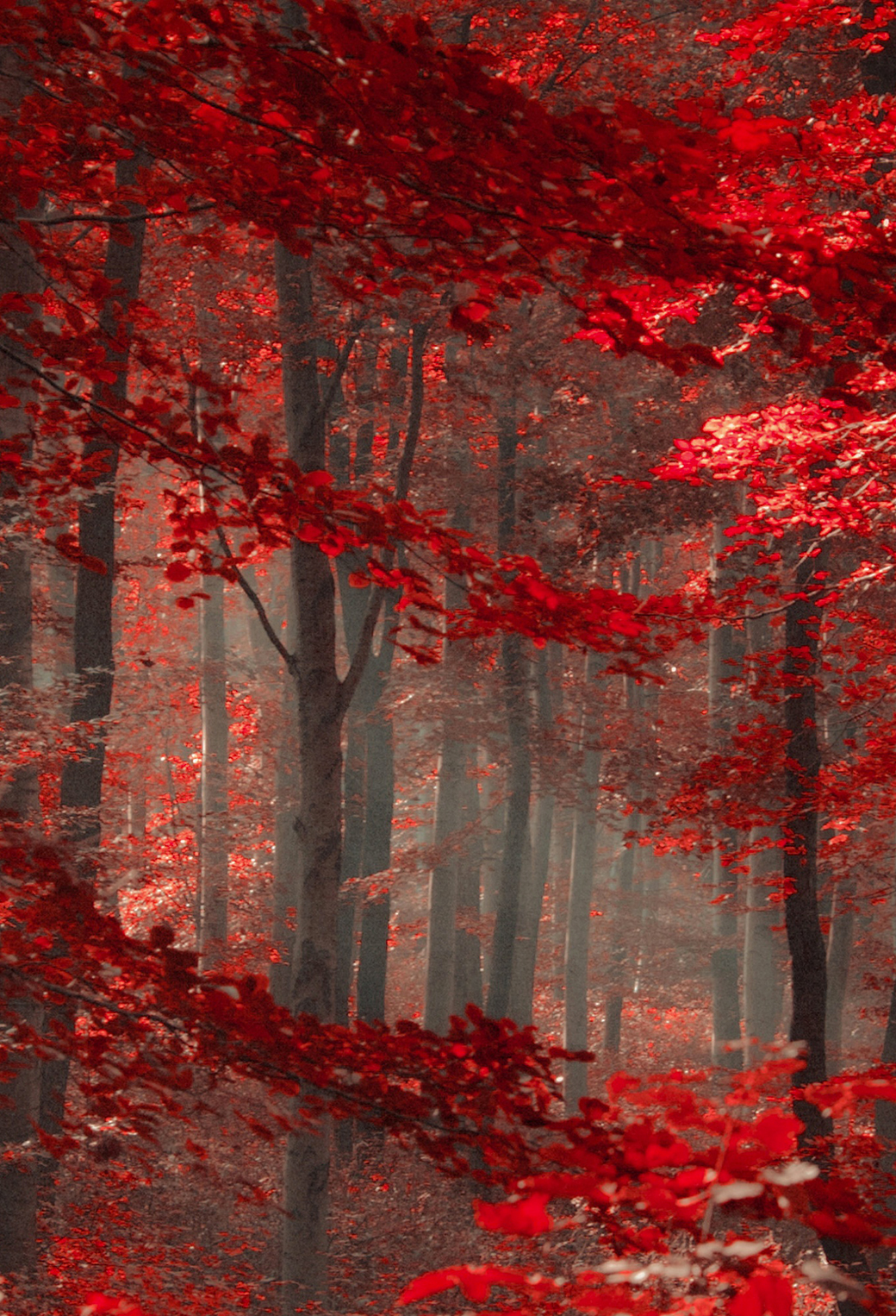 Red Forest Wallpapers