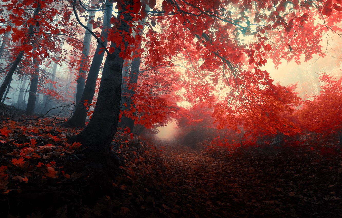 Red Forest Wallpapers