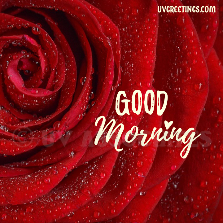 Red Good Morning Wallpapers