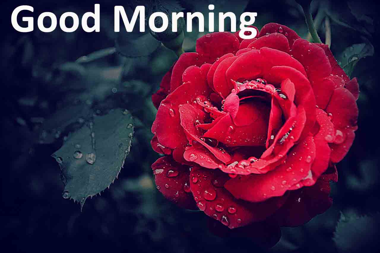 Red Good Morning Wallpapers