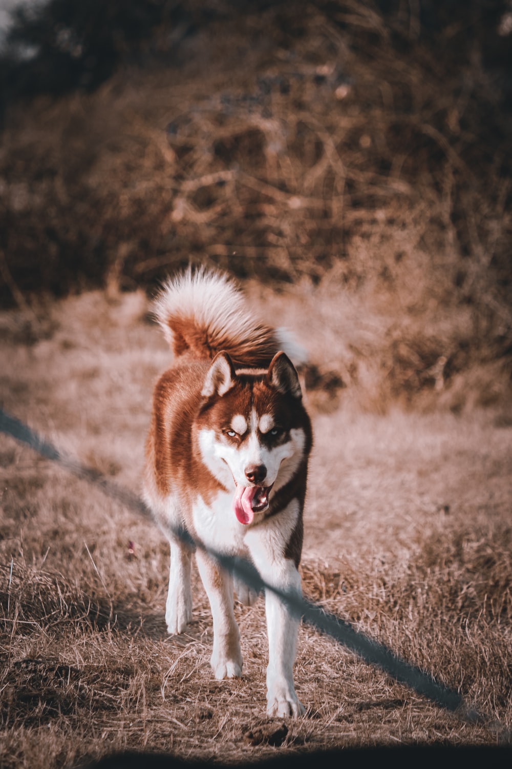 Red Husky Wallpapers