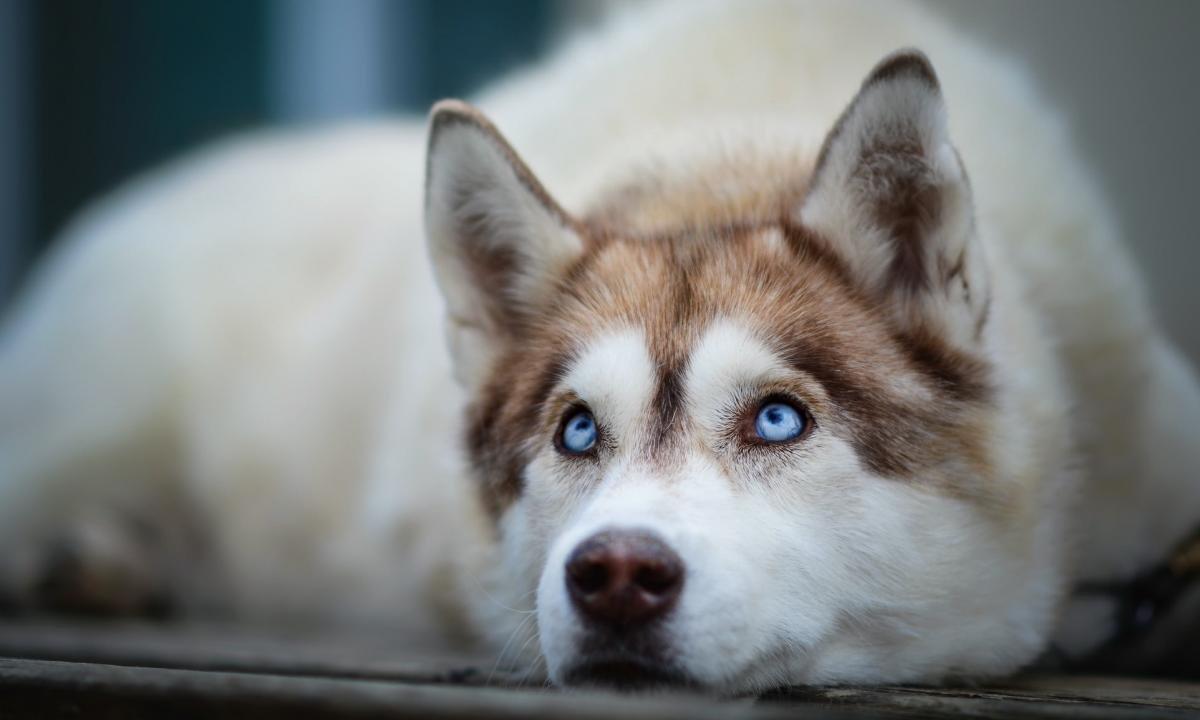 Red Husky Wallpapers