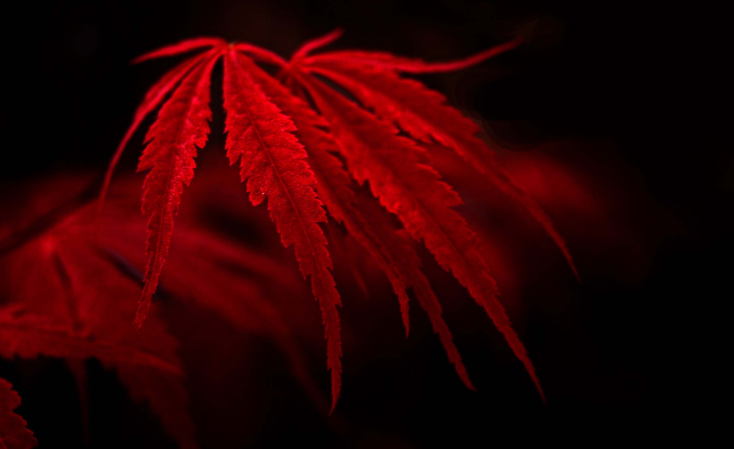 Red Leaf Macro Wallpapers