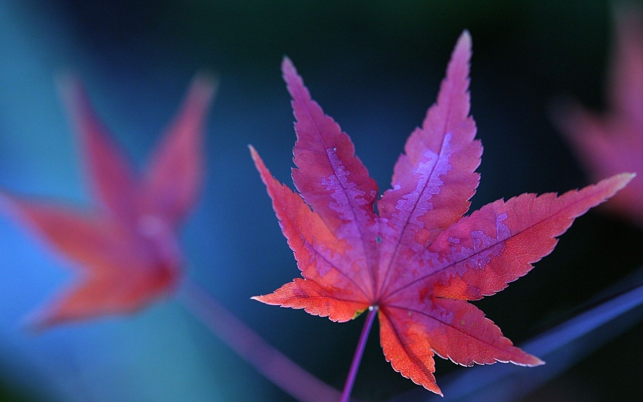 Red Leaf Macro Wallpapers