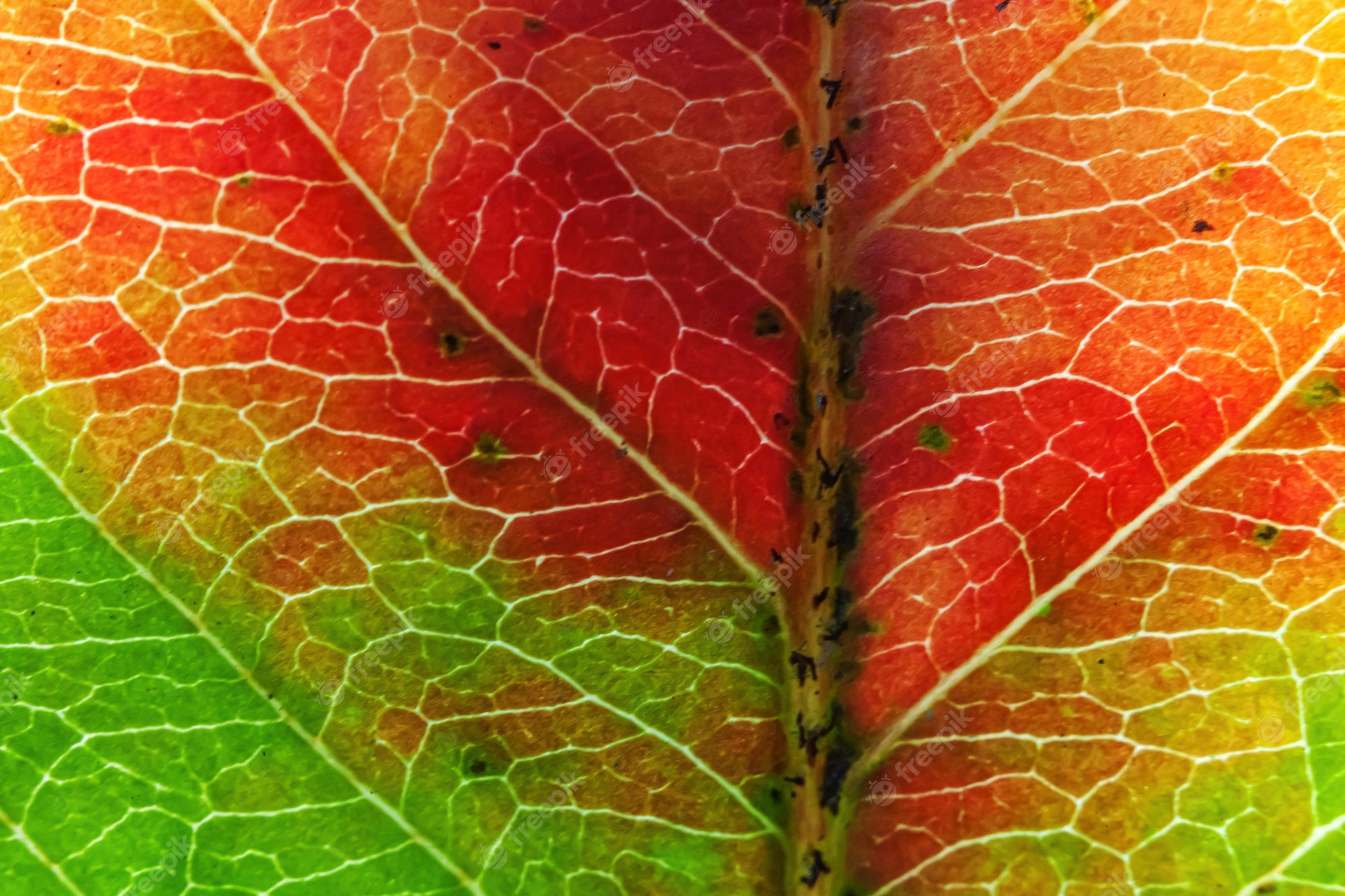 Red Leaf Macro Wallpapers