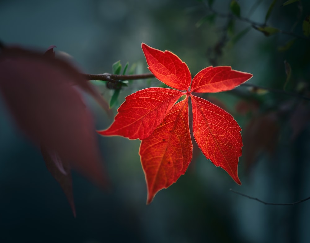 Red Leaf Macro Wallpapers