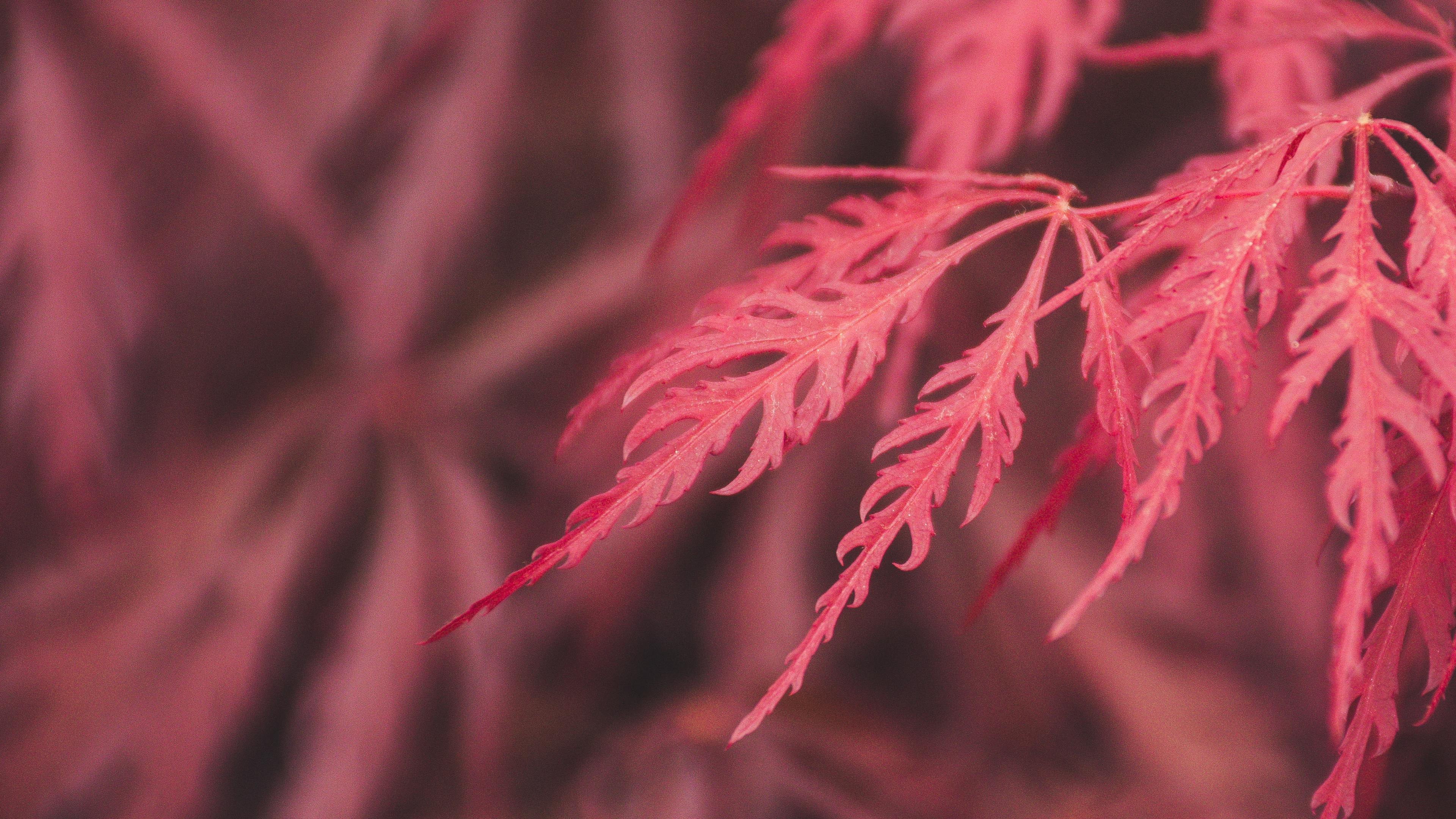 Red Leaf Macro Wallpapers