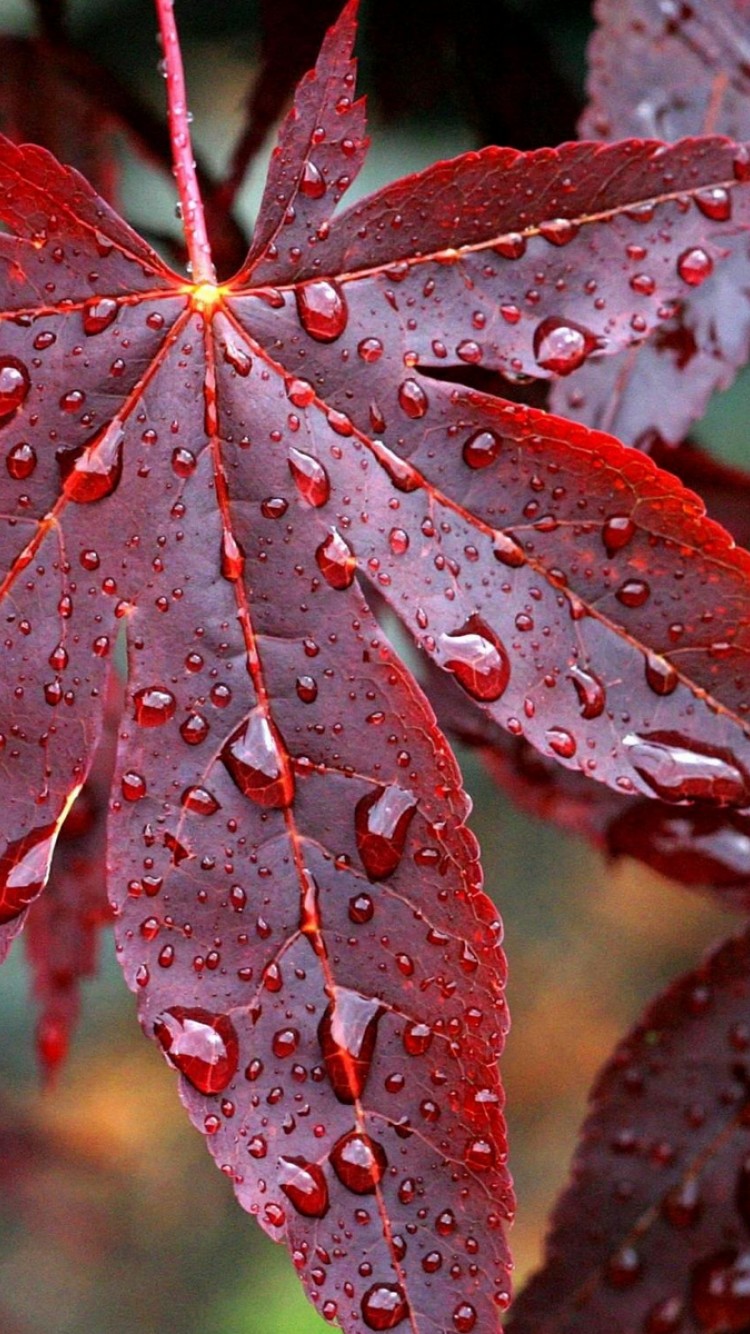 Red Leaf Macro Wallpapers